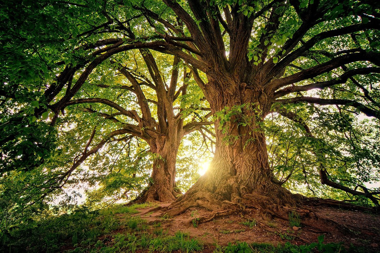 Two trees in a woodland with the sun shining through the branches from behind