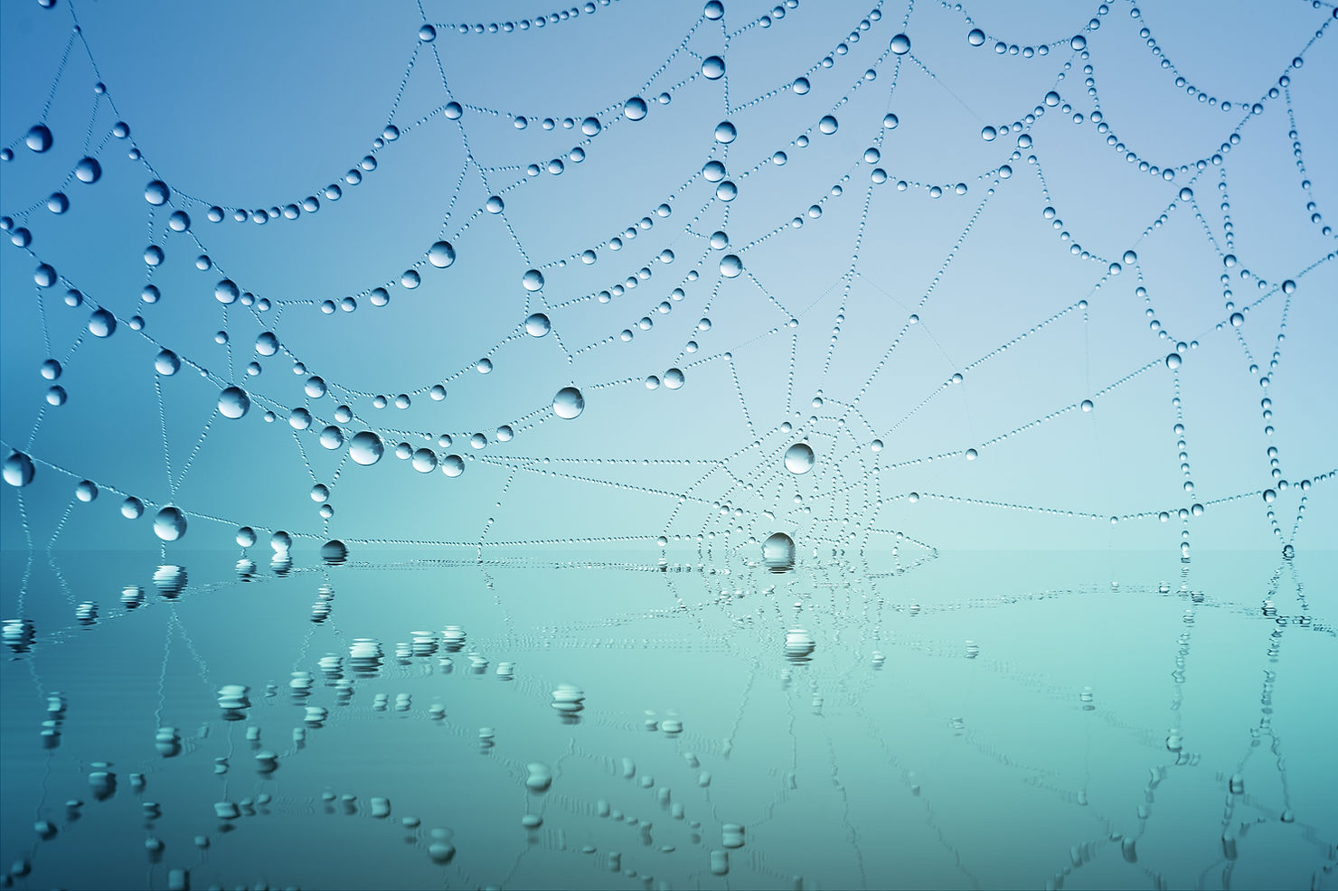 Spider web with water droplets